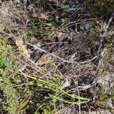 Lomandra multiflora (Many-flowered Matrush) at Wanniassa Hill - 6 Oct 2023 by Mike