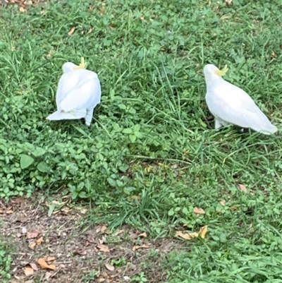 Cacatua galerita (Sulphur-crested Cockatoo) at Undefined Area - 6 Oct 2023 by UserKFowGPdG