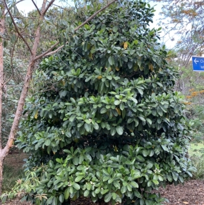 Unverified Other Tree - 6 Oct 2023 by UserKFowGPdG
