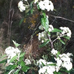 Olearia lirata at Canberra Central, ACT - 27 Sep 2023