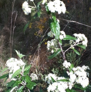 Olearia lirata at Canberra Central, ACT - 27 Sep 2023