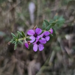 Tetratheca thymifolia (Black-eyed Susan) at Buckenbowra, NSW - 6 Oct 2023 by Csteele4