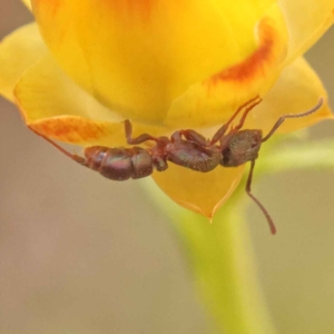 Rhytidoponera sp. (genus) at O'Connor, ACT - 5 Oct 2023