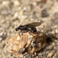 Nylanderia sp. (genus) at Russell, ACT - 6 Oct 2023 by Hejor1