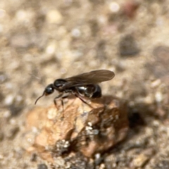 Formicidae (family) at Russell, ACT - 6 Oct 2023