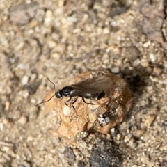 Formicidae (family) at Russell, ACT - 6 Oct 2023