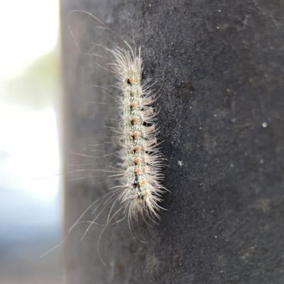 Anestia (genus) (A tiger moth) at Russell, ACT - 6 Oct 2023 by Hejor1