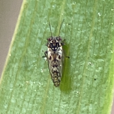 Psyllidae sp. (family) at Russell, ACT - 6 Oct 2023 by Hejor1