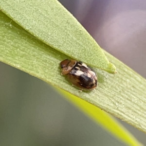 Peltoschema delicatulum at Russell, ACT - 6 Oct 2023 02:18 PM