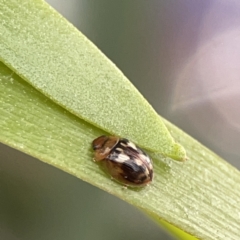 Peltoschema delicatulum at Russell, ACT - 6 Oct 2023 02:18 PM