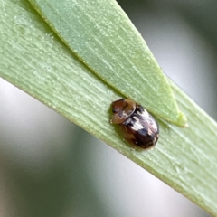 Peltoschema delicatulum at Russell, ACT - 6 Oct 2023 02:18 PM