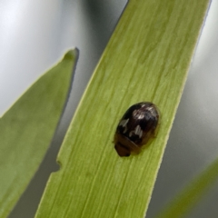 Peltoschema delicatulum at Russell, ACT - 6 Oct 2023 02:18 PM