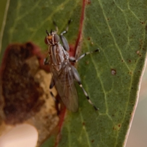 Tapeigaster nigricornis at Russell, ACT - 6 Oct 2023