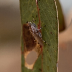 Tapeigaster nigricornis at Russell, ACT - 6 Oct 2023