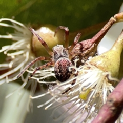 Araneus hamiltoni at Russell, ACT - 6 Oct 2023 by Hejor1
