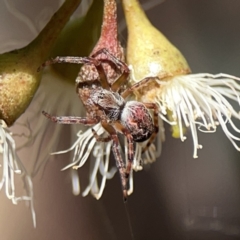 Araneus hamiltoni at Russell, ACT - 6 Oct 2023 02:28 PM