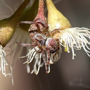 Araneus hamiltoni at Russell, ACT - 6 Oct 2023 02:28 PM