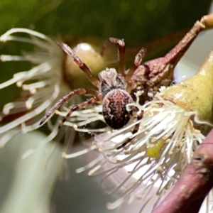 Araneus hamiltoni at Russell, ACT - 6 Oct 2023 02:28 PM