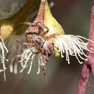 Araneus hamiltoni at Russell, ACT - 6 Oct 2023 02:28 PM