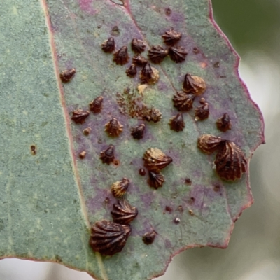 Spondyliaspis plicatuloides (Shell Lerps) at Russell, ACT - 6 Oct 2023 by Hejor1