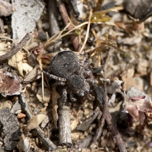 Maratus vespertilio at Russell, ACT - 6 Oct 2023