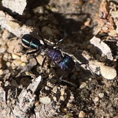 Rhytidoponera metallica (Greenhead ant) at Russell, ACT - 6 Oct 2023 by Hejor1