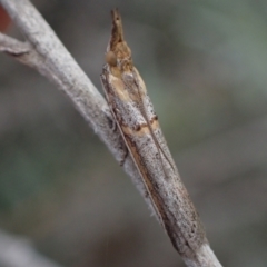 Etiella behrii at Murrumbateman, NSW - 2 Oct 2023