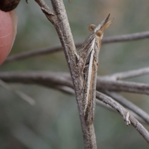 Etiella behrii at Murrumbateman, NSW - 2 Oct 2023