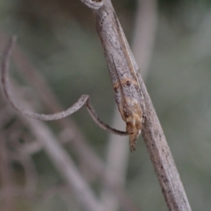 Etiella behrii at Murrumbateman, NSW - 2 Oct 2023