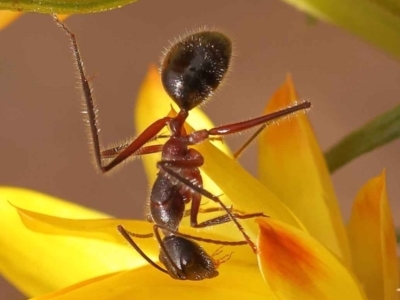 Camponotus intrepidus (Flumed Sugar Ant) at O'Connor, ACT - 5 Oct 2023 by ConBoekel