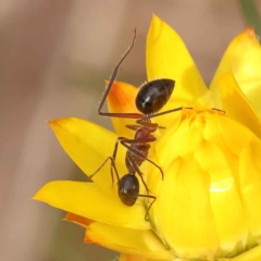 Camponotus intrepidus at O'Connor, ACT - 5 Oct 2023 04:31 PM