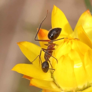Camponotus intrepidus at O'Connor, ACT - 5 Oct 2023 04:31 PM