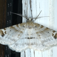 Syneora hemeropa (Ring-tipped Bark Moth) at Ainslie, ACT - 25 Sep 2023 by jb2602