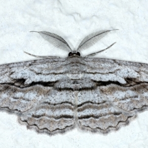 Scioglyptis chionomera at Ainslie, ACT - 27 Sep 2023