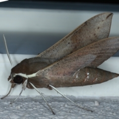 Hippotion scrofa at Ainslie, ACT - 26 Sep 2023