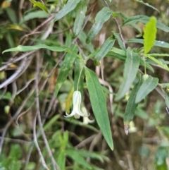 Billardiera mutabilis (Climbing Apple Berry, Apple Berry, Snot Berry, Apple Dumblings, Changeable Flowered Billardiera) at Buckenbowra, NSW - 6 Oct 2023 by Csteele4