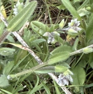 Myosotis discolor at Aranda, ACT - 6 Oct 2023