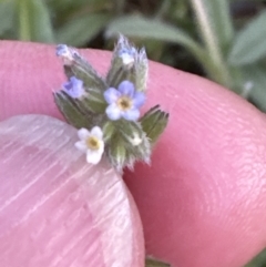 Myosotis discolor at Aranda, ACT - 6 Oct 2023