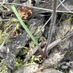 Caladenia sp. (A Caladenia) at Aranda Bushland - 6 Oct 2023 by lbradley