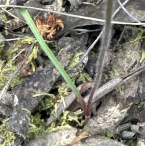 Caladenia sp. at Aranda, ACT - suppressed