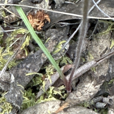 Caladenia sp. (A Caladenia) at Aranda Bushland - 6 Oct 2023 by lbradley