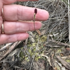 Caladenia sp. at Aranda, ACT - suppressed