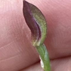 Caladenia sp. at Aranda, ACT - suppressed