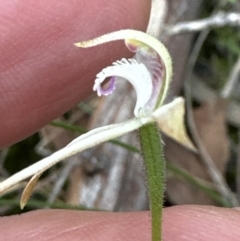 Caladenia ustulata (Brown Caps) at Aranda Bushland - 6 Oct 2023 by lbradley