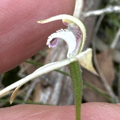 Caladenia ustulata (Brown Caps) at Aranda, ACT - 6 Oct 2023 by lbradley