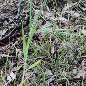 Bromus diandrus at Higgins, ACT - 6 Oct 2023