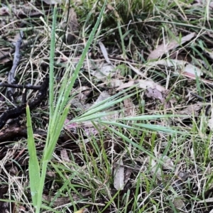 Bromus diandrus at Higgins, ACT - 6 Oct 2023 04:47 PM