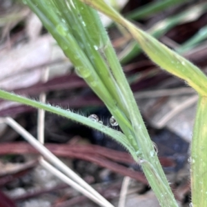 Bromus diandrus at Higgins, ACT - 6 Oct 2023 04:47 PM