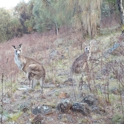 Macropus giganteus (Eastern Grey Kangaroo) at Lyons, ACT - 6 Oct 2023 by John.Butcher