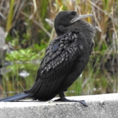 Phalacrocorax sulcirostris (Little Black Cormorant) at Tidbinbilla Nature Reserve - 6 Oct 2023 by JohnBundock